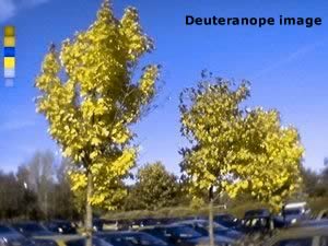 colour photo depicting deuteranope colour deficiency
