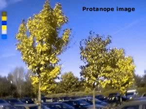 colour photo depicting protanope colour deficiency