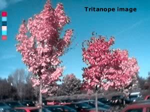 colour photo depicting tritanope colour deficiency