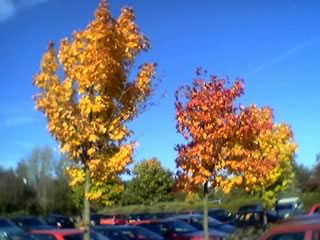 Trees in autumn